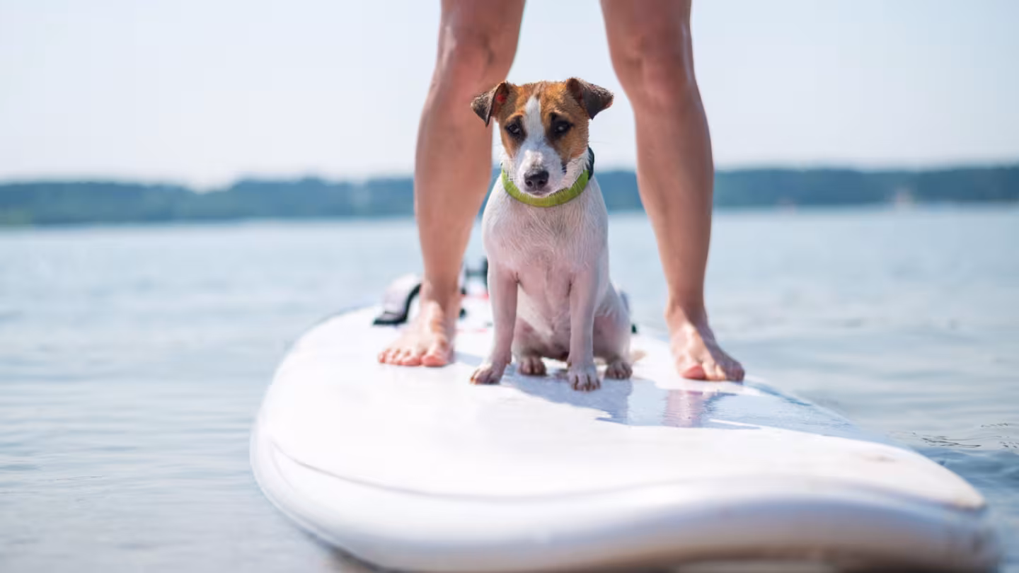Hund mit an Bord – 4 beiniger Matrose auf Abenteuerfahrt