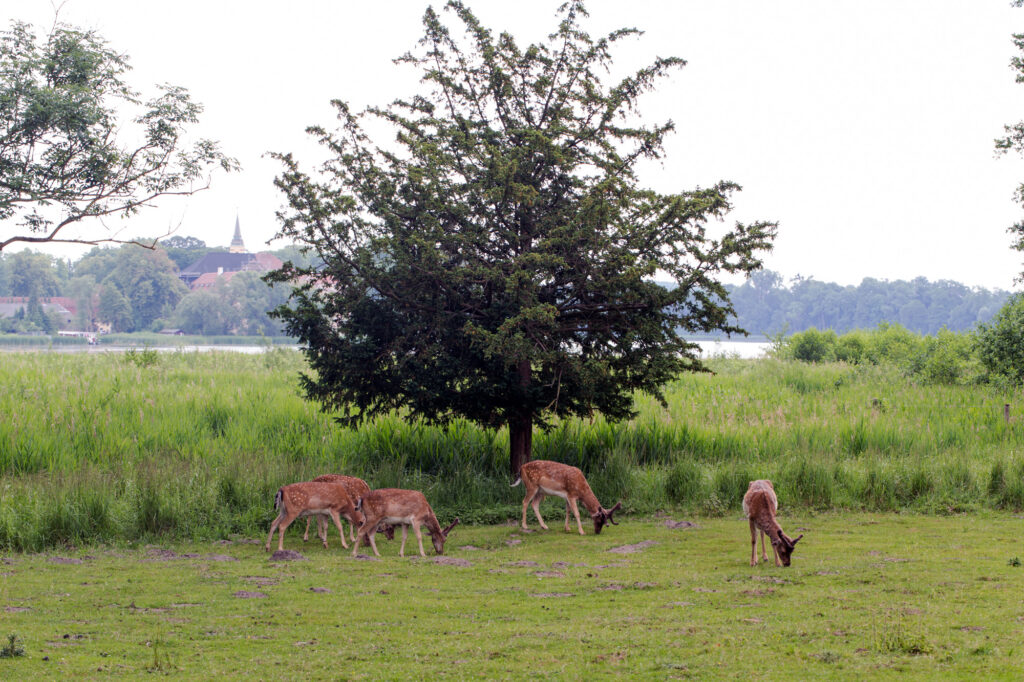 Ausflugsziele rund um die Müritz